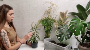 Пересадка #циперус и #олеандр