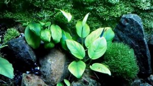 Anubias Анубиас зацвел в аквариуме