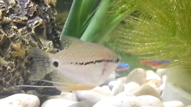 ЖЕМЧУЖНЫЙ ГУРАМИ - УХОД, СОДЕРЖАНИЕ | АКВАРИУМНЫЕ РЫБЫ #4 смотреть онлайн