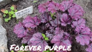 Гейхера сорт Forever purple в июне