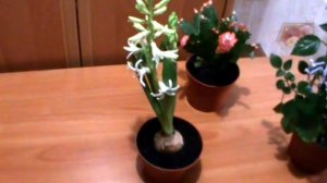 ГИАЦИНТ : ВЫРАЩИВАНИЕ И УХОД В ГОРШКЕ И В САДУ !!!
