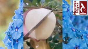 Чудесные ТИБЕТСКИЕ яблоки, Черные АЛМАЗНЫЕ яблоки и прочие диковинки селекции.