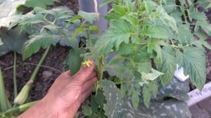 ВЫРАЩИВАНИЕ КАБАЧКОВ В ТЕПЛИЦЕ РАННЕЙ ВЕСНОЙ