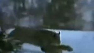 Рысь охотится на зайца.