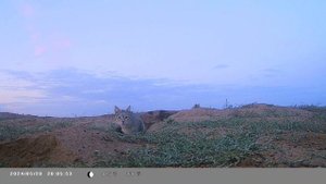 степной кот лат. Felis lybica