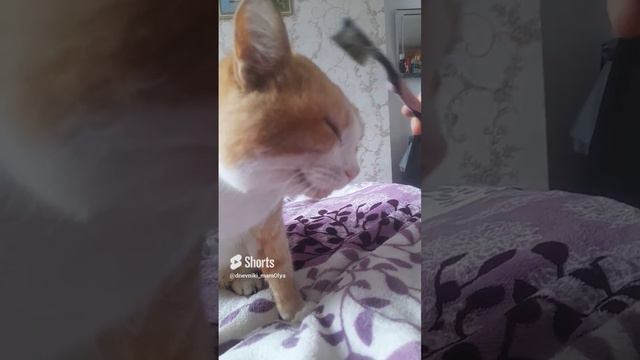 улыбашка Василий 2023г
