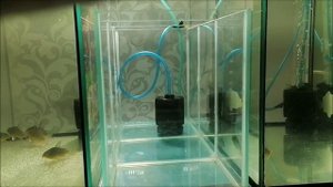 Обзор моих аквариумов.mp4