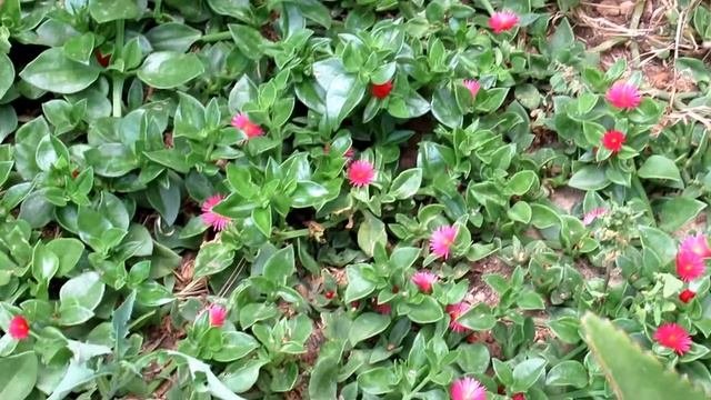 Аптения сердцелистная (Aptenia Cordifolia)..Кирьят-Ям.Израиль.Kiryat-Yam. Israel.