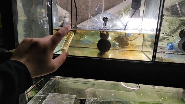 Скоро-спелая ТЕРНЕЦИЯ даже инкубатора не надо... смотреть онлайн