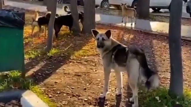 Стая собак в городском парке Южно-Сахалинск смотреть онлайн