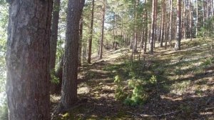 Озеро Гусиное. Приозерский р-н.  Отдых.  Прогулка на лодке