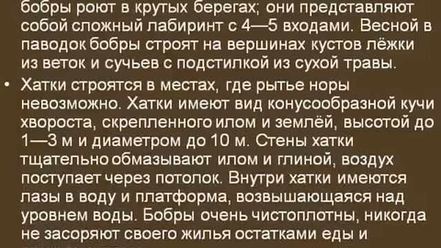 Грызуны и зайцеобразные.AVI