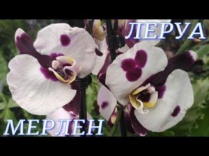 №885/ ОБЗОР орхидей в ЛЕРУА МЕРЛЕН на Новой Адыгее