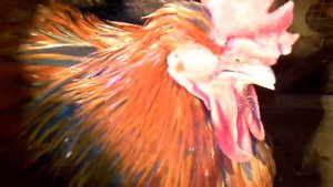 Петух заболел.Болезнь у кур