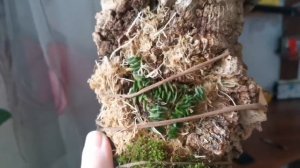 Шенорхис сколопендровый (Schoenorchis scolopendria) знакомство)