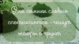 Бегу подменивать воду, если вижу такое поведение сомиков