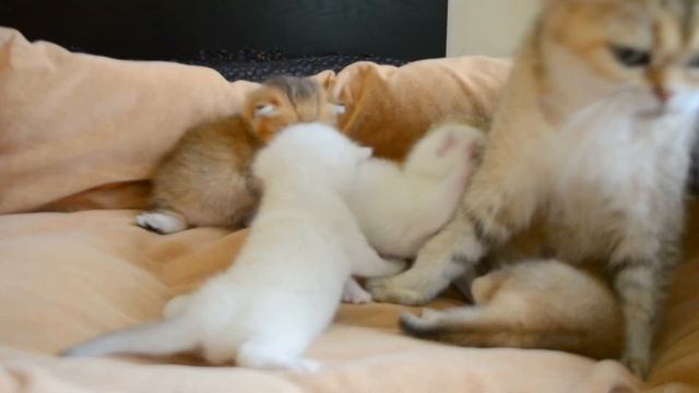 Британские золотые и серебристые котята