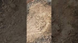 Minelab GPX 7000 - Deep 1 gram gold nugget