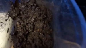 Разведение дождевых червей  «Старатель» дома коконами Фетида Eisenia Fetida