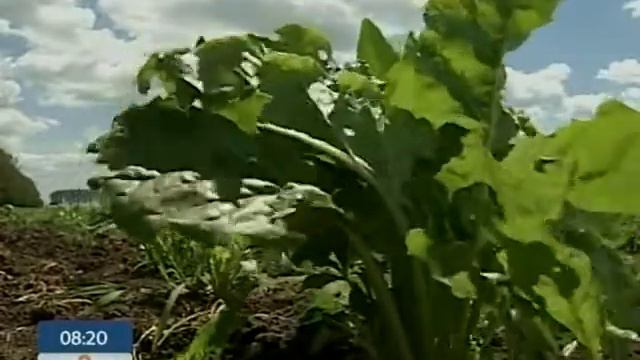 Продукты на стихийных рынках опасны для здоровья смотреть онлайн