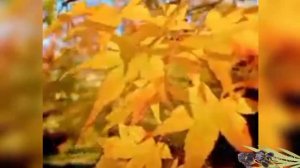 Кружит кленовая листва...Лариса Гордьера