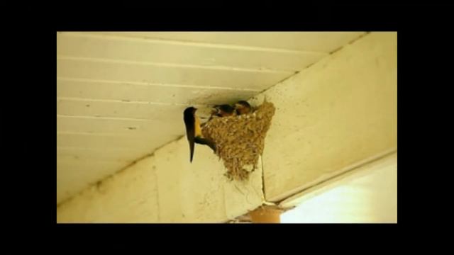 Владимир Штанеев - Прешла весна (автор Ю Перевал) смотреть онлайн