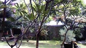 Вот такой страшный тропический ливень на Бали!)))