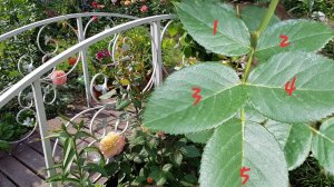 Как ПРАВИЛЬНО обрезать розы после цветения. ГРУБЕЙШАЯ ОШИБКА НЕОПЫТНЫХ РОЗОВОДОВ