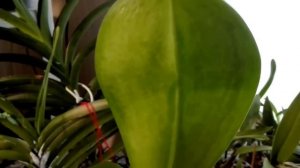 Клещ покусал Орхидею Фаленопсис и пошло заражение листа????