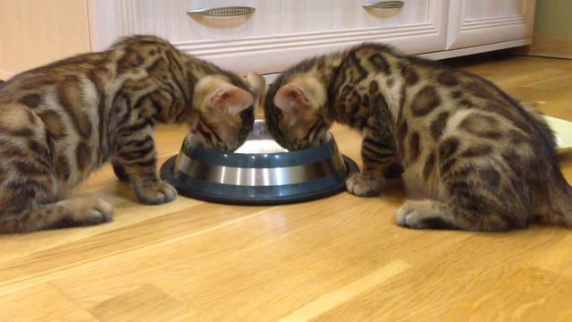 Бенгальские котята ben n24 ( возраст 2 месяца) смотреть онлайн