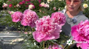 Игрушка пион. Пулков сад