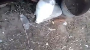 Бактерицидная Ультрафиолетовая лампа своими руками