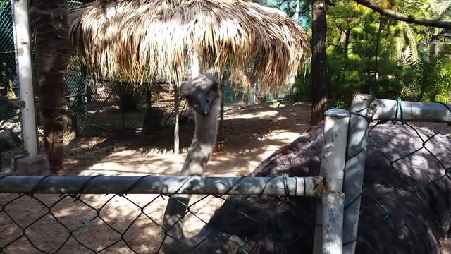 Смешной страус✔Халим парк✔Южная Корея смотреть онлайн