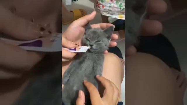 Кайфовые просыпашки 😺