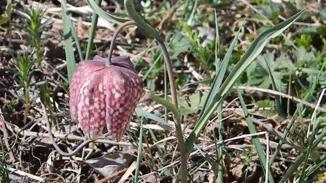 Fritillaria meleagris (Laleaua pestrita) смотреть онлайн