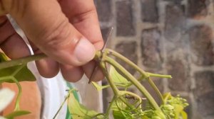 All about permanent flower vine / Clematis care tips / गमलो में आसानी से फूलने वाली रंजई की बेल