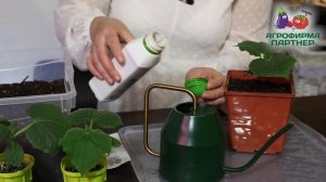 СЕКРЕТЫ КАЧЕСТВЕННОЙ РАССАДЫ ОГУРЦОВ