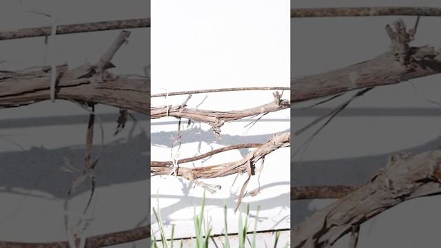 Препарат Хом - как разводить смотреть онлайн