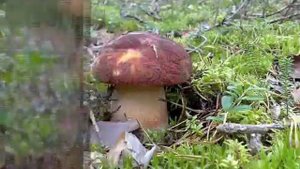 Уоян, Уоян.flv