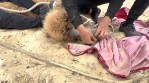 Как проколть нос верблюду