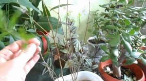 Какая земля лучше для комнатных цветов.??? Мои наблюдения.