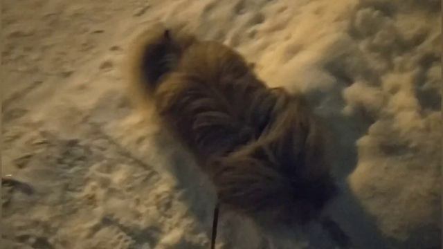 НАМ ВЕЗЕТ НА НЕ АДЕКВАТНЫХ ЛЮДЕЙ. смотреть онлайн