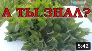 Как сохранить МЯТУ на зиму? Самые лучшие способы!