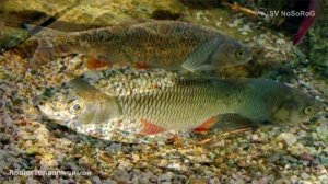 Ловля голавля зимой