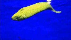 интересные факты - Мурены