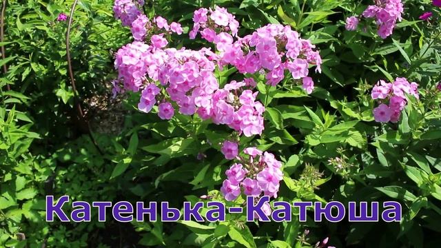 Флоксы Русская Красавица, Катенька Катюша, Суфле Смородина