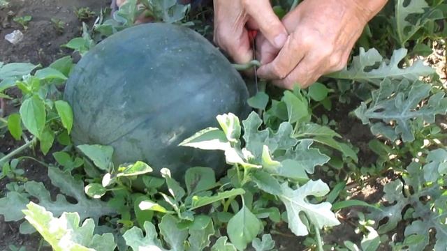 Дача август Арбузный день смотреть онлайн