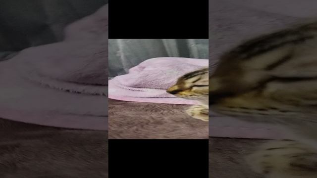 колыбель Тасе😴 смотреть онлайн