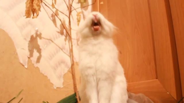 Кролик кричит ржач!!!!! пожалуста поставте лайк смотреть онлайн