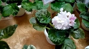 Выставка комнатных растений в  Краснодаре.